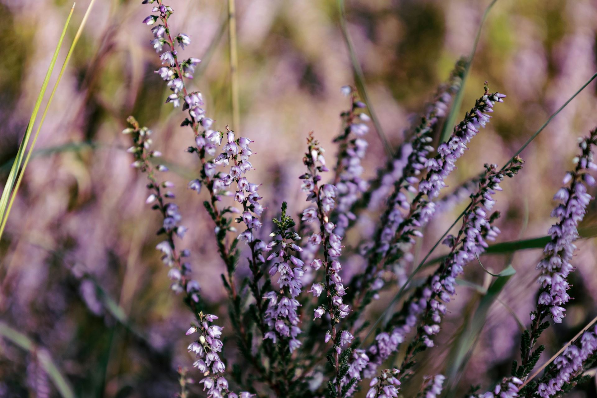 photo of heather flower
